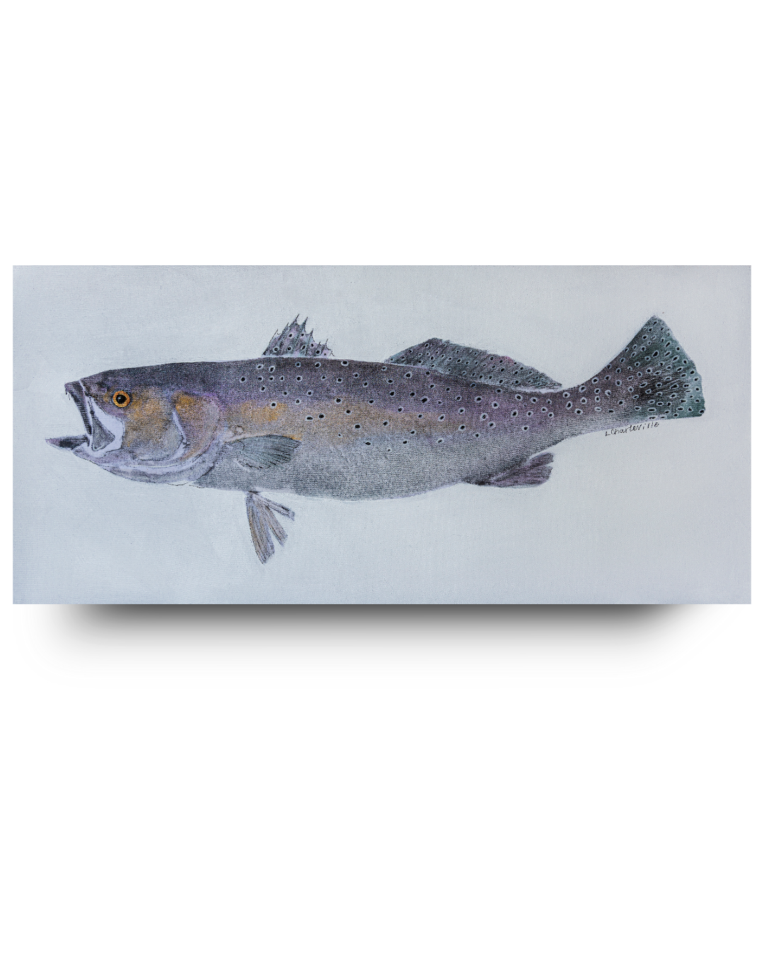 Speckled Trout