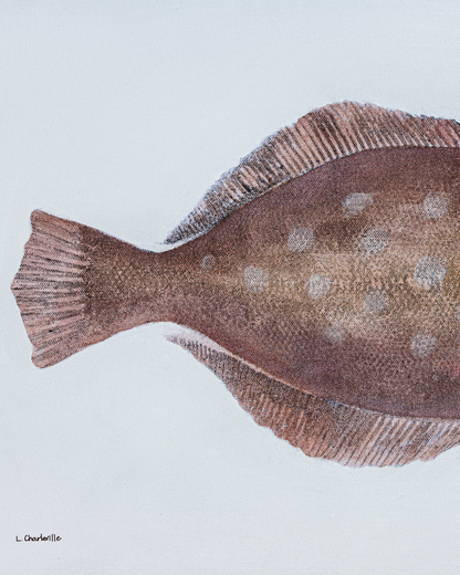 Flounder