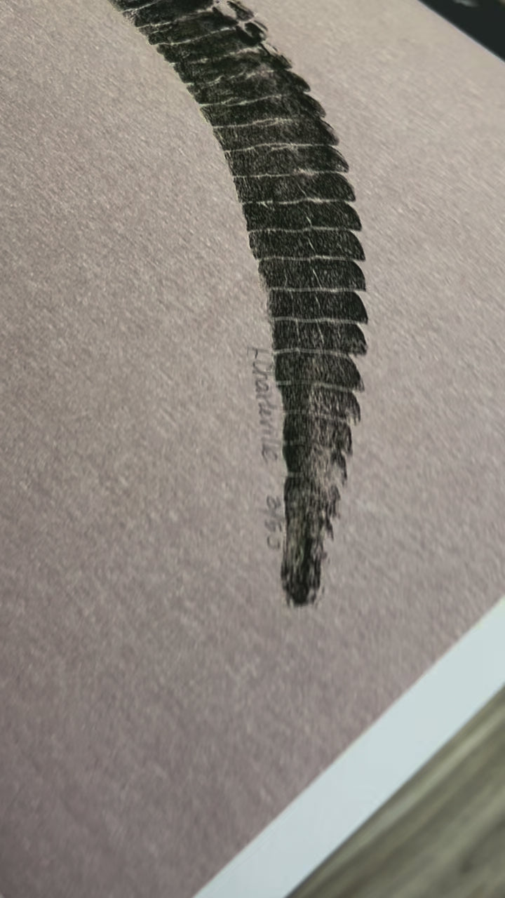 Leland Reproduction | Alligator Art Reproduction | Leslie